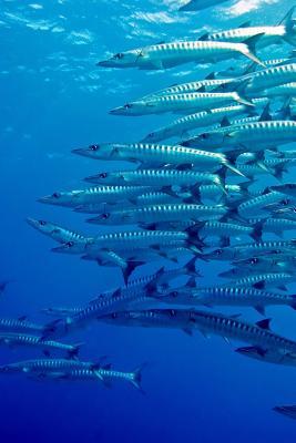 Read Online A School of Barracuda Fish Journal: 150 Page Lined Notebook/Diary -  file in ePub