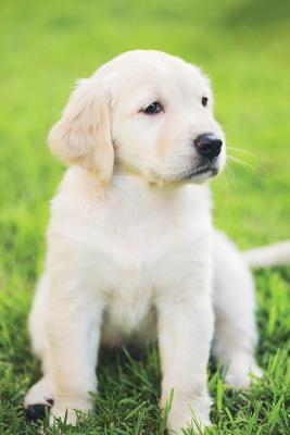 Download Golden Retriever March Notebook & Journal. Productivity Work Planner & Idea Notepad: Brainstorm Thoughts, Self Discovery, To Do List - Doggy Deluxe | ePub