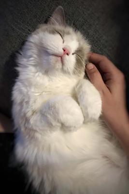 Read Ragdoll Cat Journal Oh, All Right, You Can Pet Me.: 150 Page Lined Notebook/Diary -  | PDF