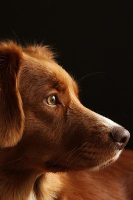 Full Download Dog: Notebook with Puppies for Drawing Coloring and Writing, Cute Journal, Sketchbook (Blank, 110 Pages, 6 x 9) (Puppy Notebooks) -  file in ePub